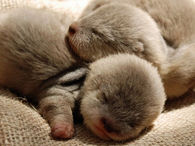 Baby Sea Otters