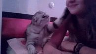 pet and kisses