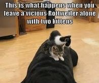 dog and kittens