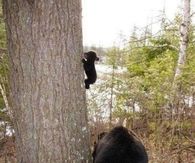 Baby Bear