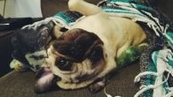 Dog of wonder
