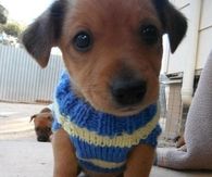 Extreme puppy close up