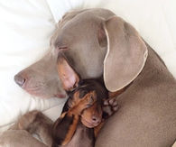 Cuddle buddies