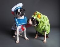 Ghostbuster dogs