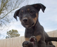 Puppy play