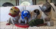 Avenger dogs