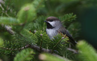 Winter Chickadee