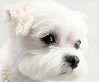 Little Lady with Pearl Collar