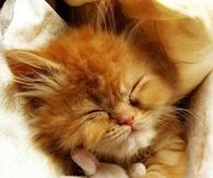 Sleeping Kitten