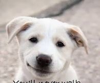 You'll never walk alone...