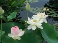 Lotus Flowers in a Pond