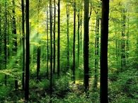 Natural Green Forest