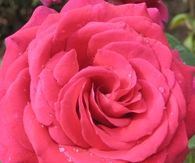 Pink roses