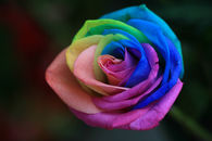 Rainbow rose