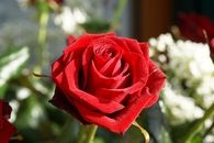 A single red rose
