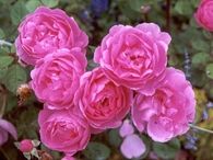 Cluster of pink flowers