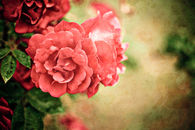 Vintage rose