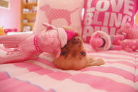 Cute Chihuahua