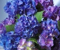 Beautiful Blue Hydrangeas