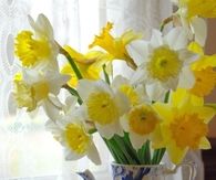 Daffodils in a Blue Pitcher