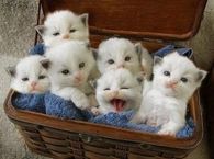 Basket full of Kittens