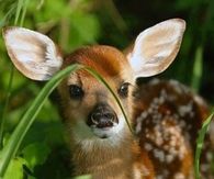 "Bambi!!" Where Have U Been My "Deer!!"