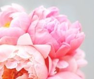 Pink flowers