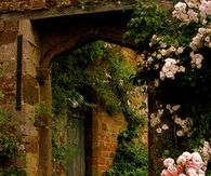 Flowers in the garden