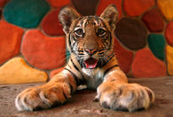 Cute Baby Tiger