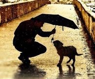 treatment of animals