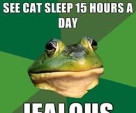 See a cat sleep 15 hours a day