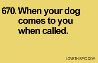 670-dog