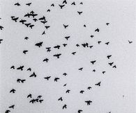 Free