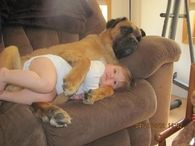 Cuddly Dog