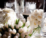 White tulips