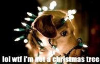 lol wtf im not a christmas tree