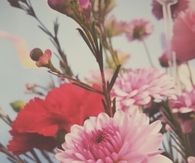 Blooming flowers