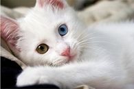 Blue and Green Eyed Cat