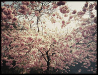Beautiful Spring Blossoms