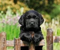 Guard Dog In The Making!!