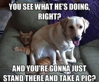 Funny Dog