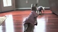 Ant Eater and Kangaroo pets