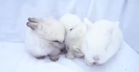 Sweet & Cuddly Bunnies