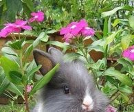 Cute little Bunny