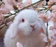 Sweet Bunny