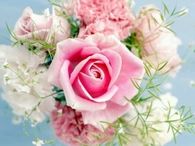 Pink single rose