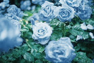 Blue roses