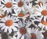 Daisys