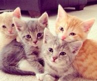 Cute Kittens