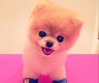 Cute Puppy